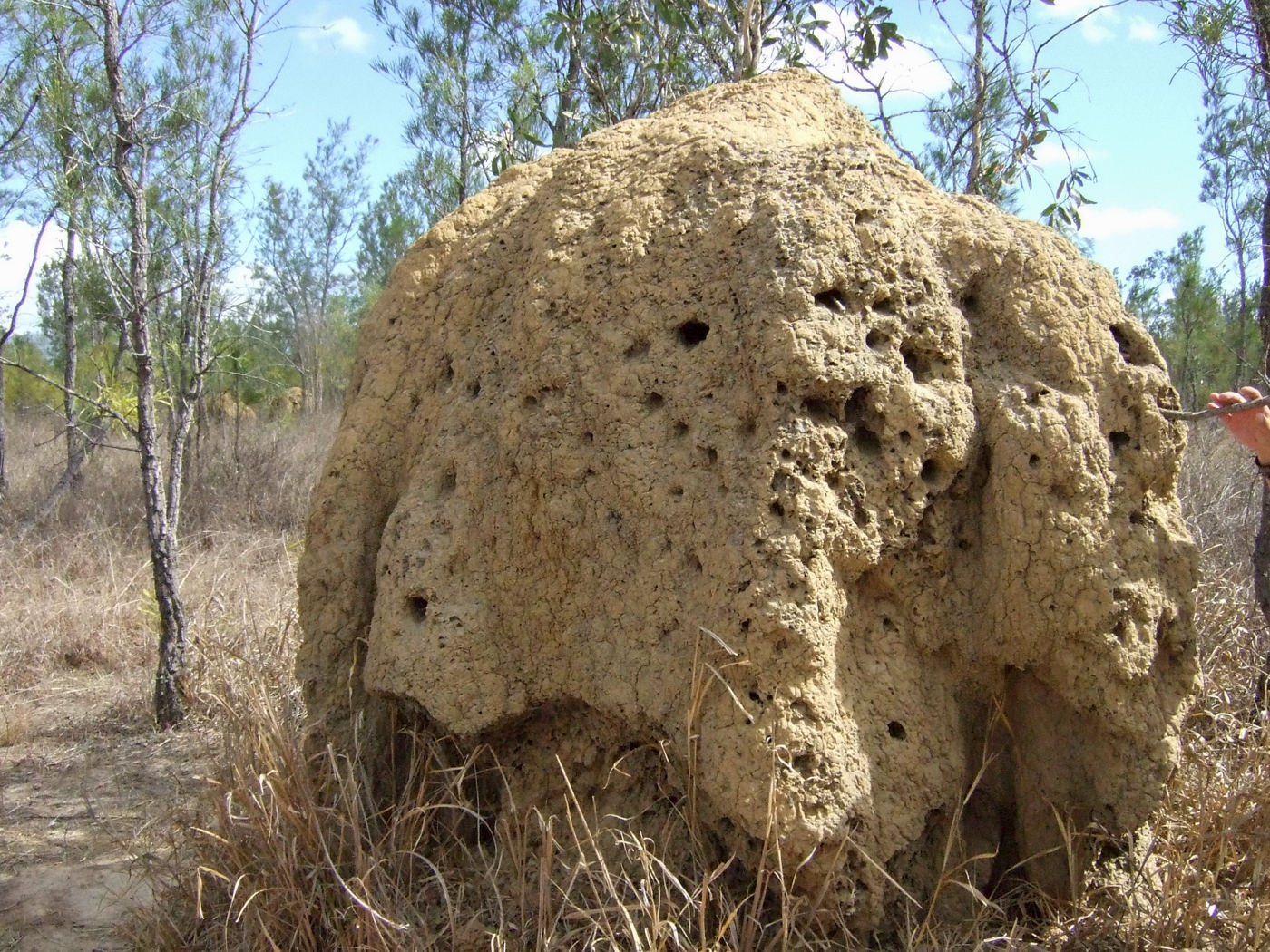 キュランダ 動物探検 世界一周旅日記