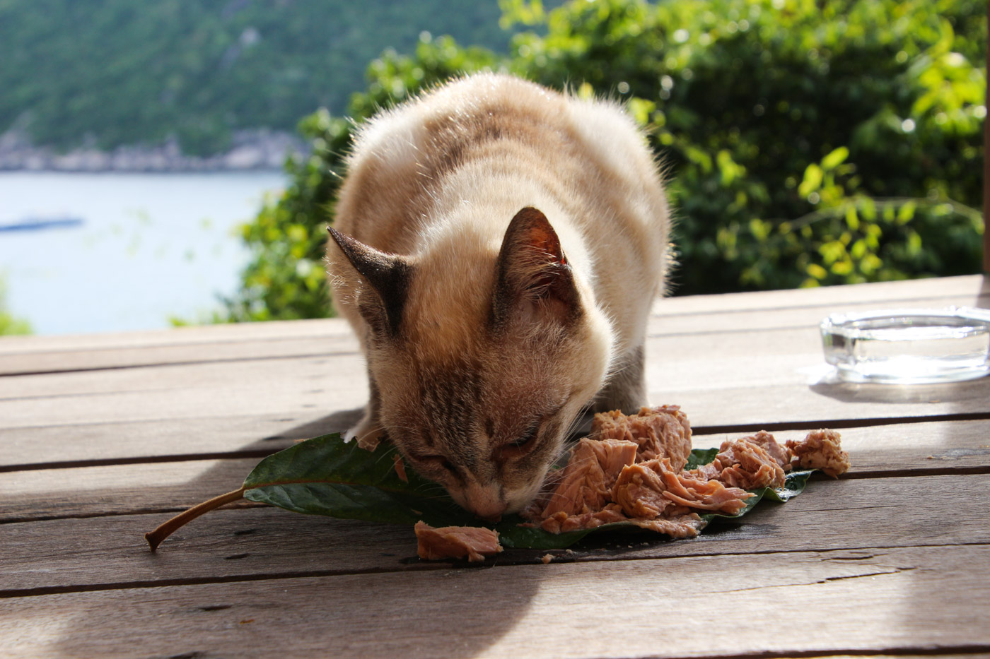 世界一周旅日記 ページ 2