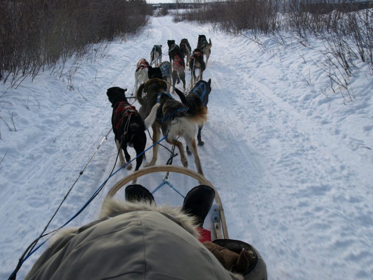 dog-train