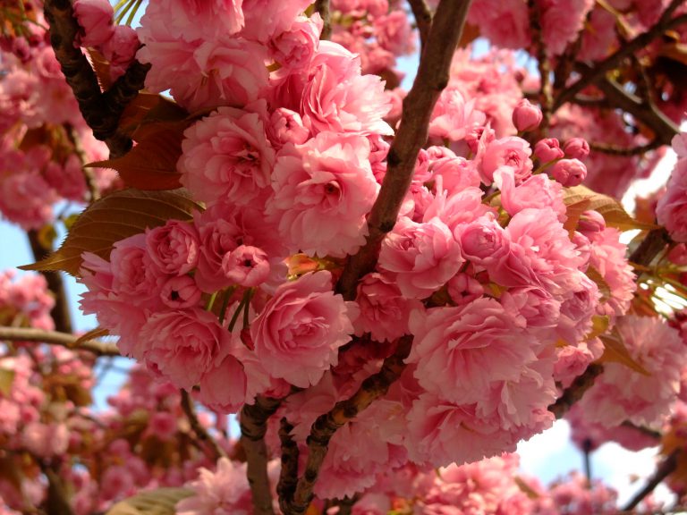 paris-cherryblossom