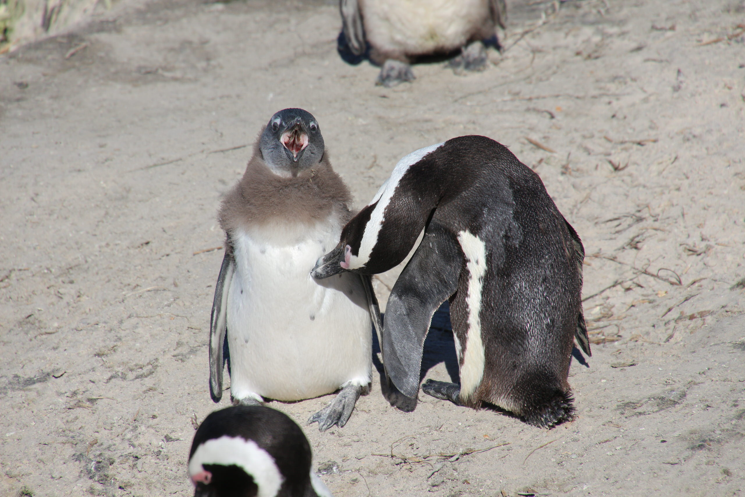 喜望峰とシャークゲージダイビング | 世界一周旅日記